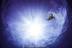 "Blue Planet"
Hawksbill Turtle busting some tricks for t... by Chase Darnell 